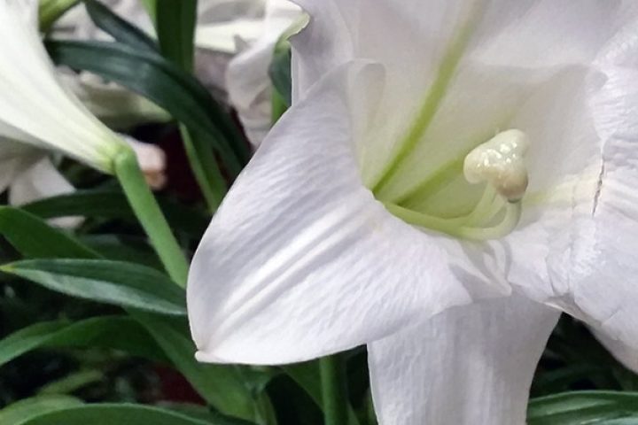 Easter lilies