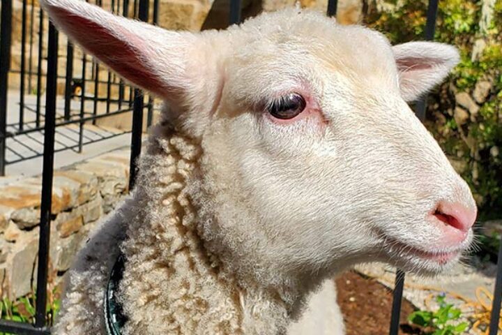 Easter lamb